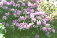 Rhododendron_und_Azalee