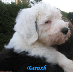 Barush_from_home_of_crazy_fire4